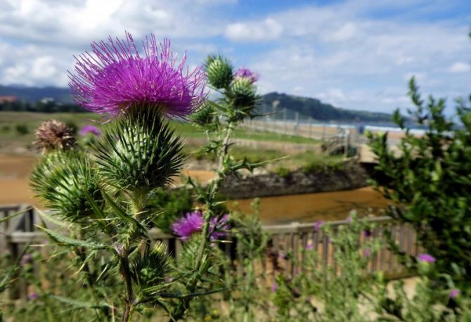 Verano en Iñurritza: foto en Zarautz