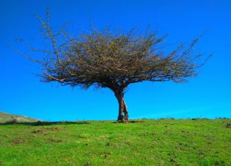 Verde, árbol y azul