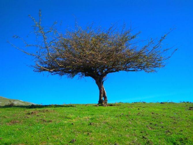 Verde, árbol y azul: foto en Zaldibia