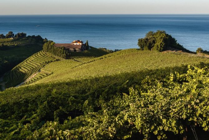 Viñedos de Getaria: foto en Getaria