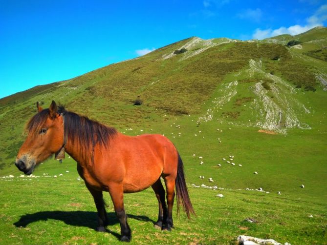 Zaldia Aralarren: foto en Zaldibia