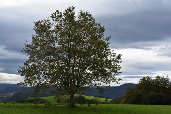 Zuhaitz bakartia: foto en Usurbil