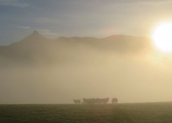 ovejas en la niebla