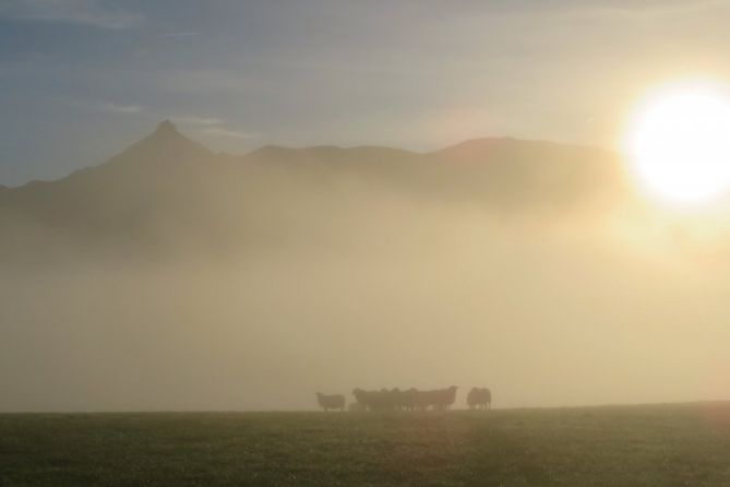 ovejas en la niebla: foto en Lazkao