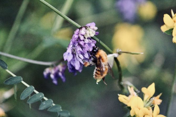 Abeja en flor: foto en Donostia-San Sebastián