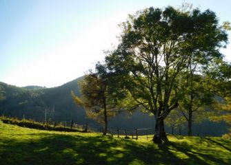 Árbol frondoso en Azkoitia.