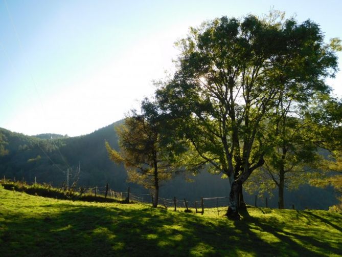 Árbol frondoso en Azkoitia.: foto en Azkoitia