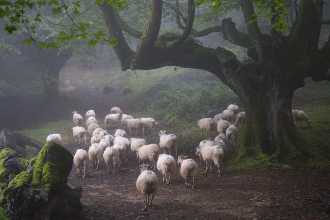 Artaldea: foto en Azkoitia