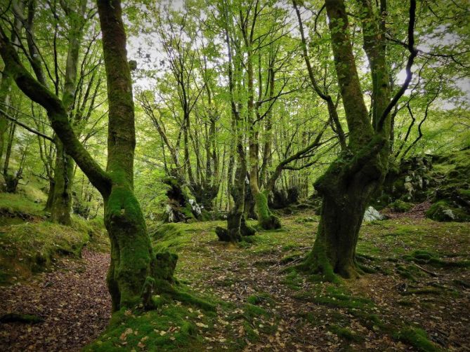 Azkoitia en verde.: foto en Azkoitia