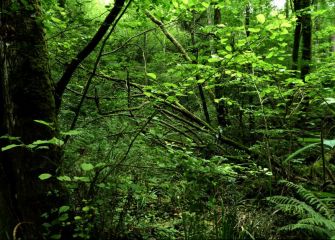 Bosque de Agorregi