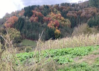 Bosque y Huerta en Otoño