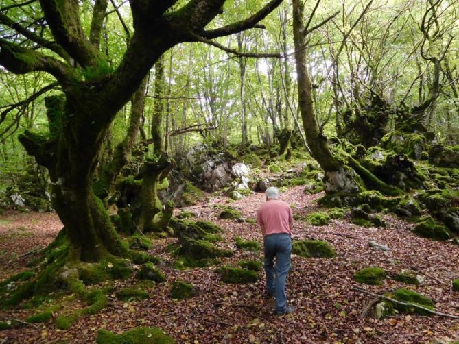 Bosques en el alto de Aittola.: foto en Azkoitia