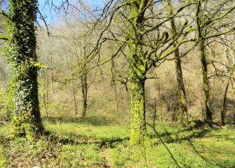 Bosques de Asteasu.