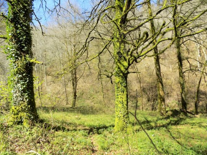 Bosques de Asteasu.: foto en Asteasu