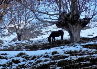 Caballo en el invierno de Urnieta.