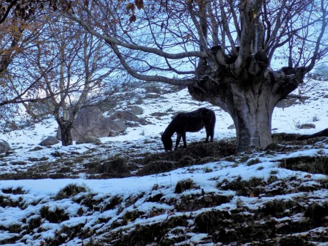 Caballo en el invierno de Urnieta.: foto en Urnieta