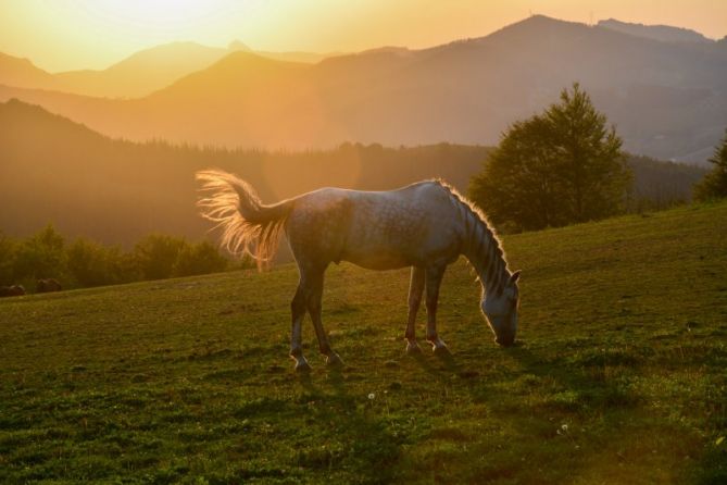 CABALLOS EN LIBERTAD: foto en Bergara