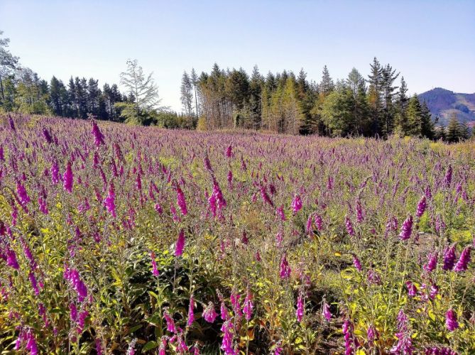 Campo de dedaleras en Elgeta.: foto en Elgeta