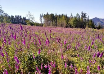 Campos de dedaleras.