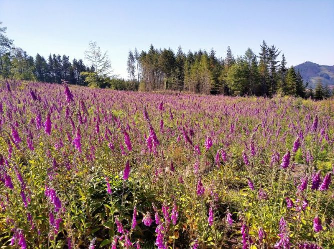 Campos de dedaleras.: foto en Elgeta