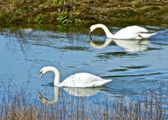 Cisnes en el Biotopo de Zarautz 