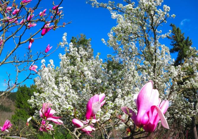 Colores primaverales: foto en Idiazabal
