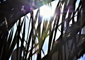 Entre Palmeras y La Paloma