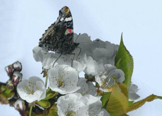 Flor de Cerezo y la Mariposa 