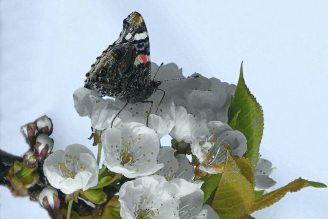 Flor de Cerezo y la Mariposa : foto en Zarautz