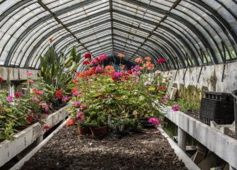Invernadero.