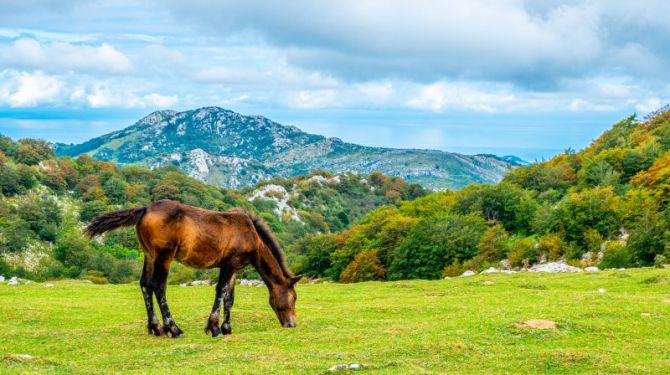 Izarraitzeko zaldiak.: foto en Azkoitia