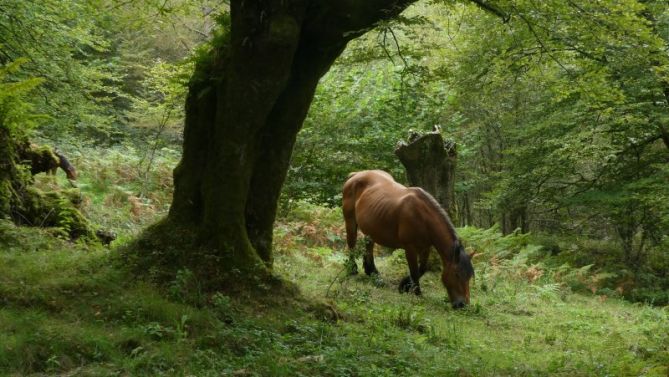 naturaleza plena: foto en Tolosa