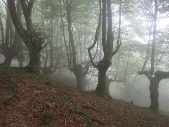 Niebla en el Adarra.: foto en Urnieta