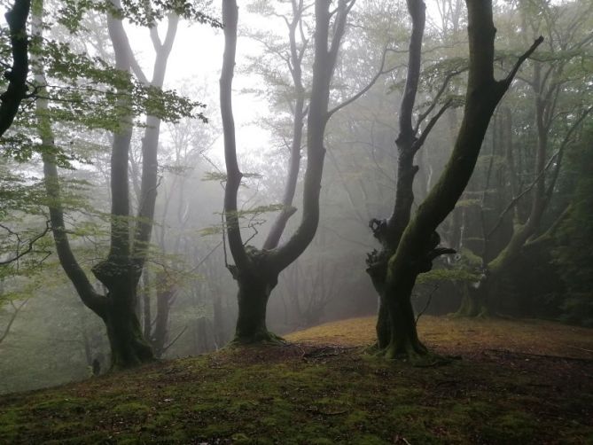 Pagadiaren magia / La magia del hayedo: foto en Oiartzun