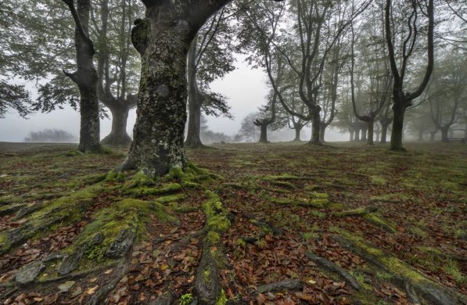 pagadiaren sustraiak: foto en Oiartzun