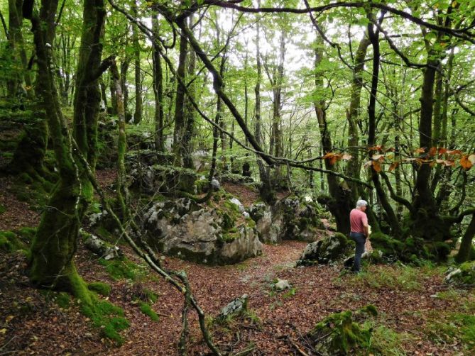 Paseo por los bosques de Izarraitz.: foto en Azkoitia