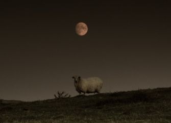 Pastando bajo la luna