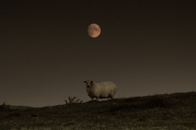 Pastando bajo la luna: foto en Lezo