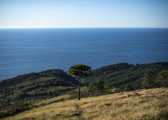 Pino mirando al mar.
