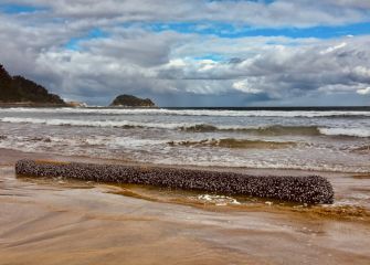 Regalo de la mar en la playa de Zarautz 