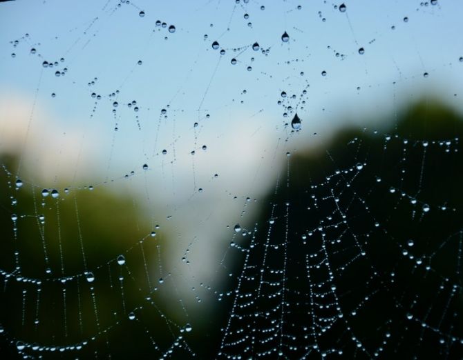 Telaraña: foto en Olaberria