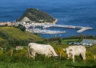 Vacas