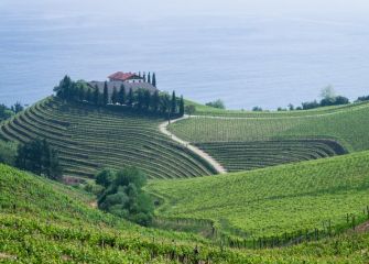 Viñedos de Getaria