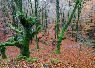 bosque encantado 
