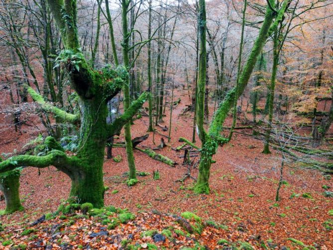 bosque encantado : foto en Oiartzun