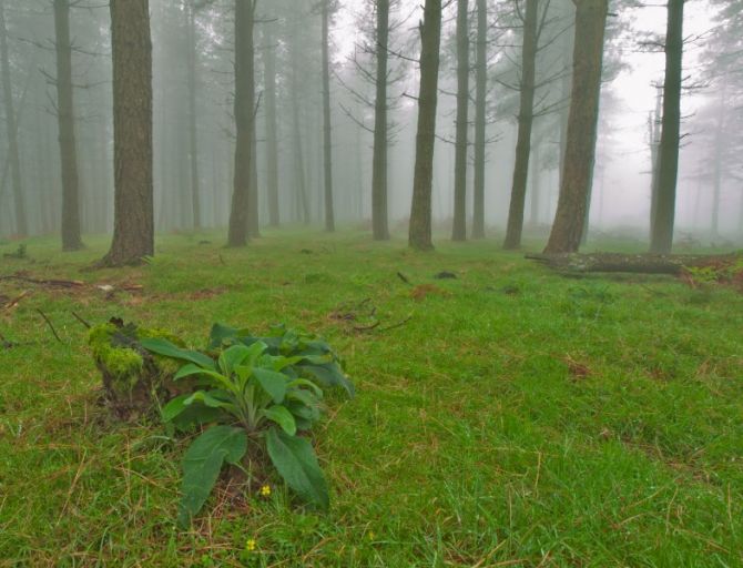 bosque con niebla: foto en Irun