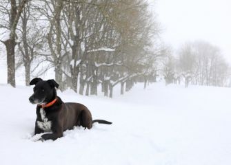 ¿el guardián de?.................