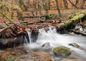 maravilloso bosque 