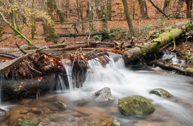 maravilloso bosque : foto en Oiartzun