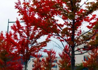 Aire de otoño japonés